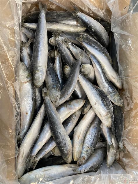 Buy Seawork Japanese Pilchards Frozen Bait 5kg Online At Marine Deals Co Nz