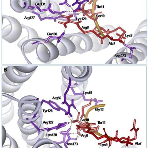 Figure S3 Full Length Loop Structure Of Histone H3 Peptide From Pdb Download Scientific