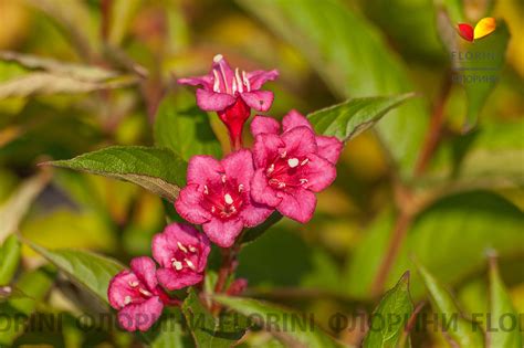 Купить Вейгела Бристоль Руби Weigela Bristol Ruby - в питомнике Флорини