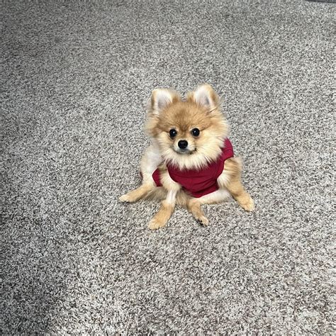 Post spay recovery suit + her goofy sitting position = the best photos