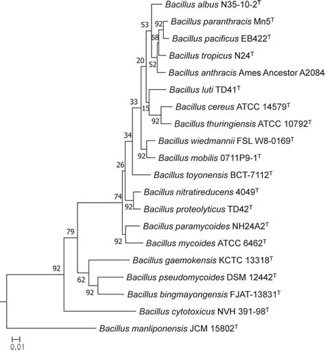 Frontiers Comparative Genomic And Phylogenomic Analyses Clarify Relationships Within And