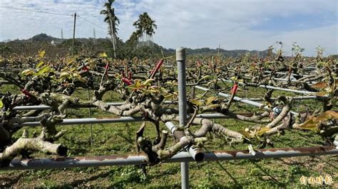 苗縣梨穗寒害 農業處明會同農糧署勘災 生活 自由時報電子報