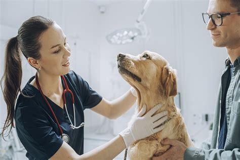 Qué lugares ofrecen atención veterinaria gratis para tu mascota en la