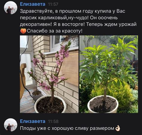 Садовый центр /Питомник Цветок | ВКонтакте