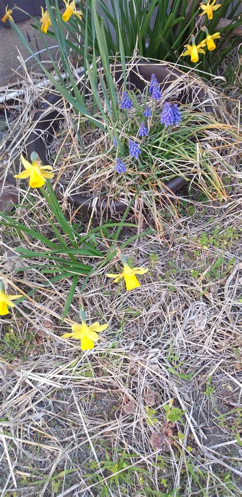 Yellow Small Flowers