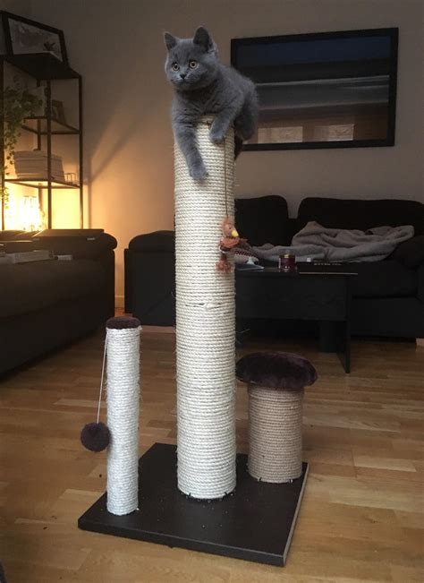 21 best u/hedra_helix images on Pholder | Cats, Catloaf and Engineering