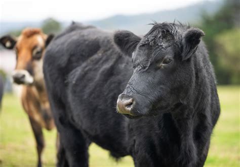 australian wagyu cattle exports premium wagyu  australia