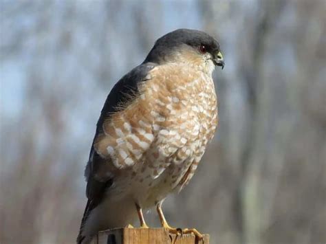 Hawks In California 13 Species With Pictures Wild Bird World