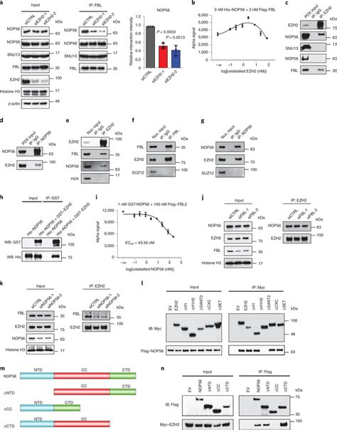 EZH2 Bridges The FBLNOP56 Interaction By Binding To Both Proteins A