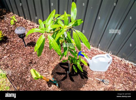 Planting A New Mango Tree In Backyard In Australia Stock Photo Alamy
