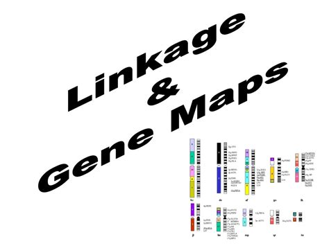 Ppt Notes Ch Chromosomes Sex Determination Sex Linkage