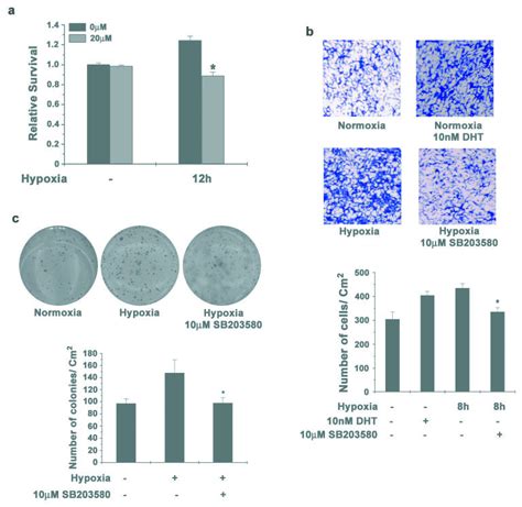 Inhibition Of P Mapk Reduces Survival And Invasion Of Lncap Cells