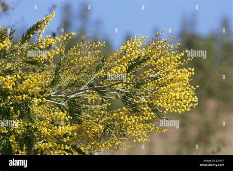 Silver Wattle Hi Res Stock Photography And Images Alamy