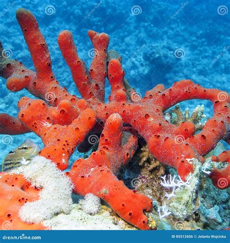 Sea Red Sponge with at the Bottom of Tropical Sea Stock Photo - Image ...