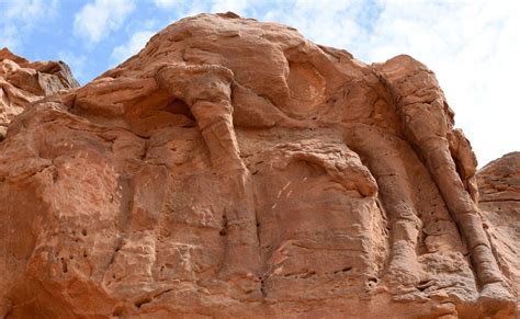 Saudi Arabia Camel Carvings Dated To Prehistoric Era Bbc News