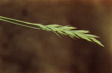 agropyron smithii poaceae image   phytoimagessiuedu