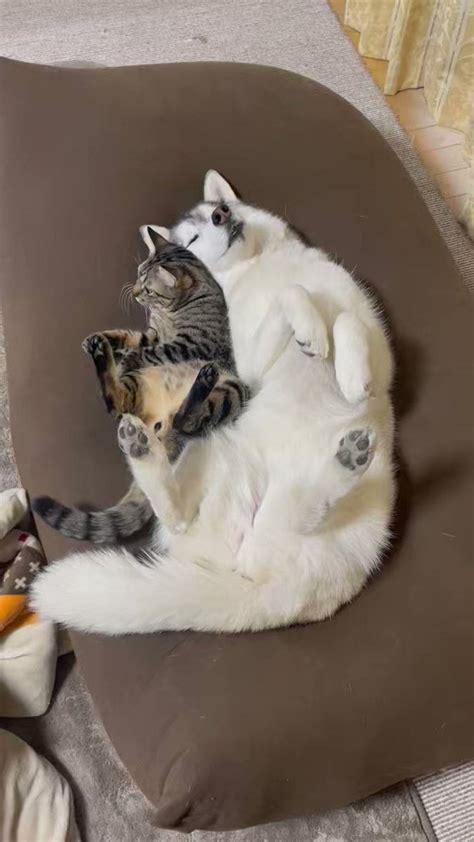 小 林 On Twitter Rt B09a2032c ハスキーと猫の親子🐶🐱