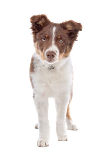 Border Collie Puppy Young Young Animal Pup Puppy Canine Png