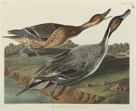 John James Audubon And The Double Elephant Folio Books And Manuscripts