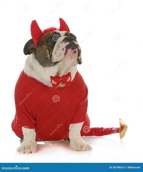 Bad Dog Stock Photo Image Of Costume Canine Brindle 28798612