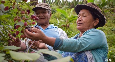 Millones De Personas Sufren Hambre En Am Rica Latina Y El Caribe Actualidad Agropecuaria