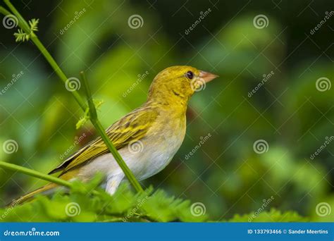 Female African Eastern Golden Weaver Bird Ploceus Subaureus Perched On