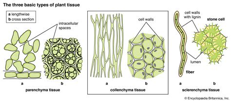 Collenchyma | Description, Function, & Examples | Britannica