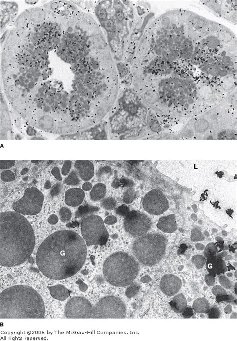 De Histology Autoradiography Of Tissue Sections