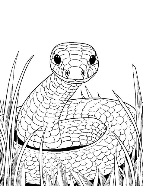 30 Snake Coloring Pages: Free Printable Sheets | Snake coloring pages