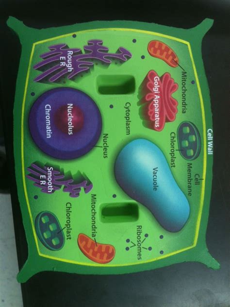 Plant Cell Playdough Model