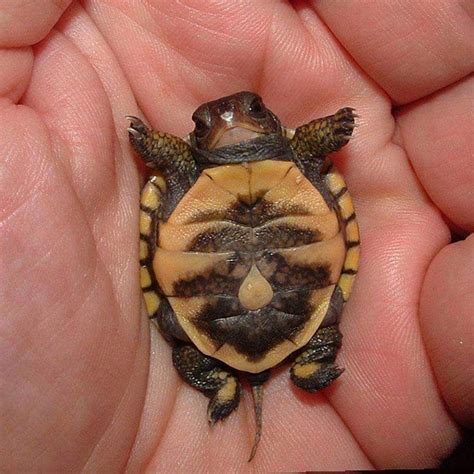 Best Pet Turtles Small | Pets Animals US