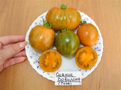 Babylon's Glow (Сияние Вавилона) - b — сорта томатов - tomat-pomidor ...