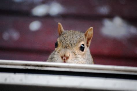 3840x2160 Resolution Squirrel Head Peeking Out In Front Of White