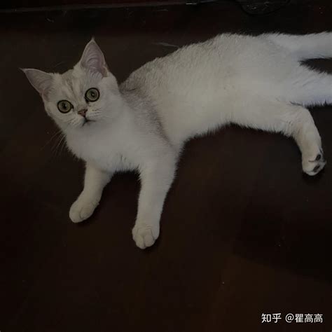 瘦，变瘦！猫咪银渐层越来越瘦！ 知乎