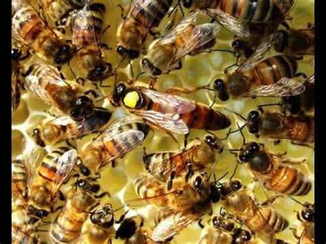 Пчеларство - Съвети за лечение на "каменно пило" - YouTube