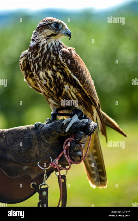 Red Tailed Hawk Head Profile Hi Res Stock Photography And Images Alamy