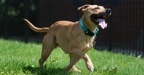 Pdsa Pet Survivor 2018 Finalist Brandy Pdsa