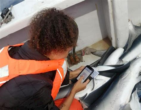 balancing act testing sharktrace  sea   critical tool  shark