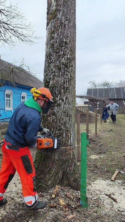Спил липы возле дома #Shorts #logger #lumberjacks #arborist #альпинизм ...