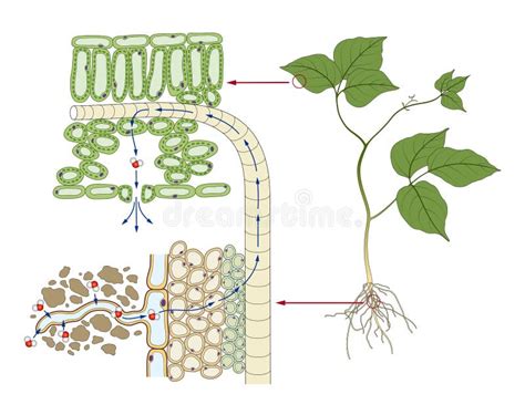 São Transportados Pela Água Nas Plantas - Sistema De Transporte De água Nas Plantas Ilustração Stock ...