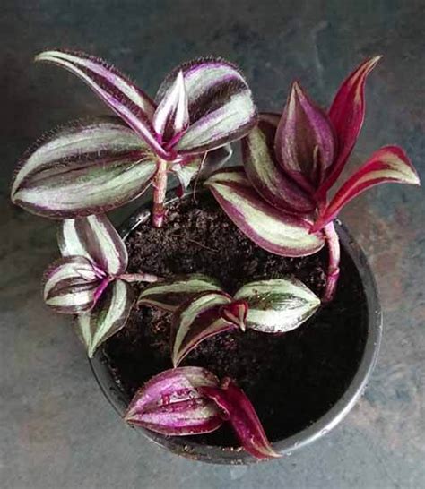 Wandering Jew Plant Inch Plant Tradescantia Zebrina Zebrina