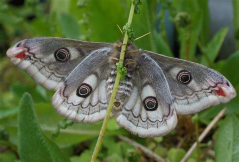 Fondos de pantalla Ojos jardín criatura naturaleza césped