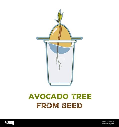 Avocado Tree Vector Growing Guide Poster Green Simple Instruction To