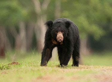 sloth bear  winton foundation   welfare  bears