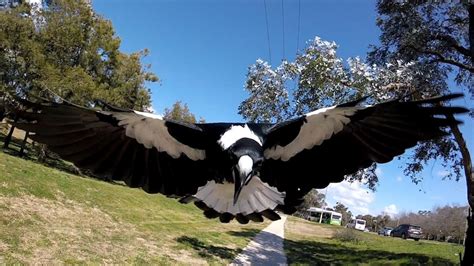 What should you do if a magpie attacks you? - ABC News