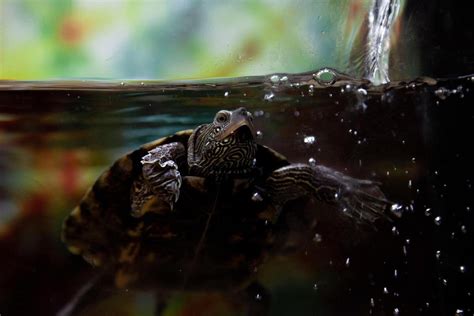 how often to clean a turtle tank