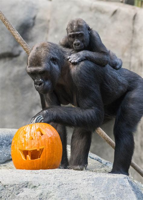 PHOTOS: Brookfield Zoo animals enjoy Halloween treats | abc7chicago.com