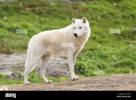 An Arctic Wolf in a fall forest Stock Photo - Alamy
