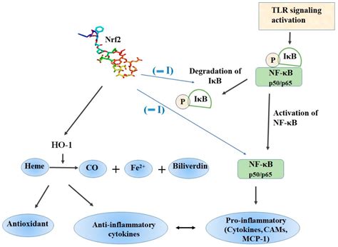 Molecules Free Full Text An Overview Of Nrf Signaling Pathway And