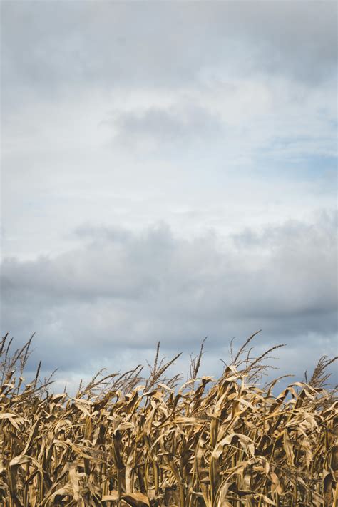 Corn Field Under Dark Sky · Free Stock Photo